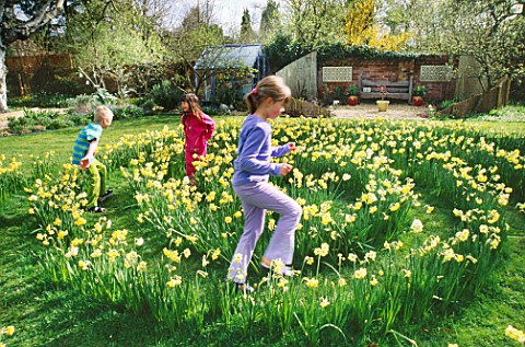 HARRIET__NANCY_AND_ROBBIE_PLAY_IN_THE_DAFFODIL_MAZE_IN_GRASS_MADE_WITH_NARCISSUS_YELLOW_CHEERFULNESS