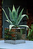 AGAVE AMERICANA IN POLISHED STAINLESS STEEL CONTAINER
