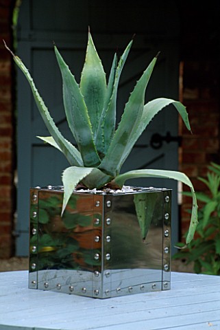 AGAVE_AMERICANA_IN_POLISHED_STAINLESS_STEEL_CONTAINER