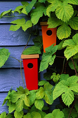 RED_AND_ORANGE_BIRDFEEDERS_ON_BLUE_SUMMERHOUSE_SURROUNDED_BY_GOLDEN_HOP