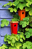 RED AND ORANGE BIRDFEEDERS ON BLUE SUMMERHOUSE SURROUNDED BY GOLDEN HOP