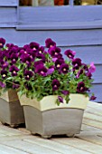 WOODEN TABLE WITH METAL POTS PLANTED WITH VIOLA PENNY VIOLET FLARE