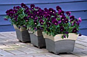 WOODEN TABLE WITH METAL POTS PLANTED WITH VIOLA PENNY VIOLET FLARE