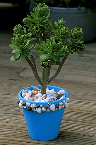 SHELL_DECORATED_FRAME_IT_POT_PLANTED_WITH_AEONIUM_BALSAMIFERA_WITH_A_MULCH_OF_SHELLS_AND_WHITE_PEBBL
