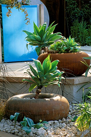 RUSTY_METAL_POTS_PLANTED_WITH_AGAVE_ATTENUATA_CIRC_GARDEN__CHELSEA_2001__DESIGNER_ANDY_STURGEON