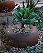 RUSTY METAL POT PLANTED WITH AGAVE ATTENUATA. CIRC GARDEN  CHELSEA 2001  DESIGNER: ANDY STURGEON