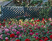 STAINLESS STEEL TEEPES AND TRELLIS BY ALISON ARMOUR-WILSON WITH DAVID AUSTIN ROSES