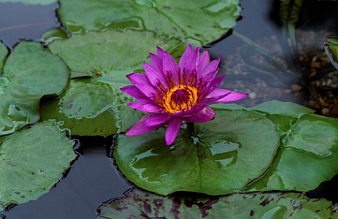 NYMPHAEA_EASTERN_PROMISE
