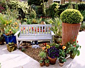 BACK GARDEN WITH MARBLE FLOOR  TERRACOTTA POT WITH BOX BALL  BLUE BENCH  TULIPS JESTER AND REDSHINE   AND GRAVEL DESIGNER: LISETTE PLEASANCE