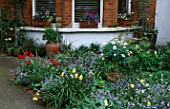 FRONT GARDEN: WITH TULIPS AND FORGET-ME-NOTS. DESIGNER: LISETTE PLEASANCE
