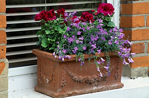 WINDOW_BOX_PLANTED_WITH_CAMPANULA_AND_PELARGONIUMS_DESIGNER_LISETTE_PLEASANCE