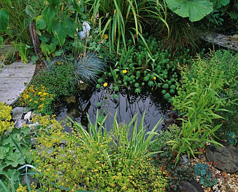 WILDLIFE_POND_IN_DAVID_AND_MARIE_CHASES_GARDEN__HAMPSHIRE