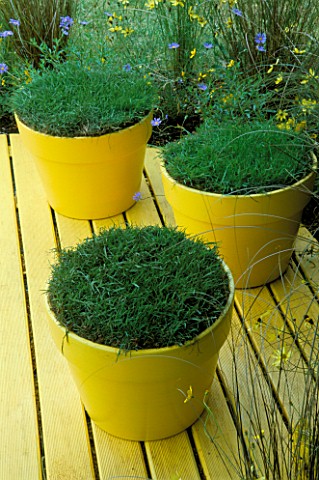 TURF_SEAT_PROJECT_YELLOW_TERRACOTTA_POTS_ON_LAWN_PLANTED_WITH_TURF_ON_YELLOW_DECK