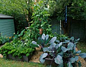 CONNIE IN THE DECORATIVE CHILDRENS POTAGER WITH PARSLEY  CABBAGE  RUNNER BEAN AND COURGETTES