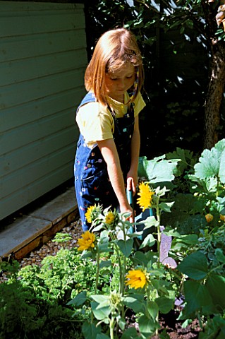 CONNIE_WATERING_SUNFLOWERS_IN_THE_CHILDRENS_POTAGER_DESIGNED_BY_CLARE_MATTHEWS