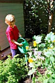 OLLIE WATERING SUNFLOWERS IN THE DECORATIVE CHILDRENS POTAGER DESIGNED BY CLARE MATTHEWS