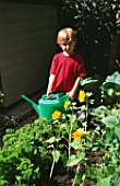OLLIE WATERING SUNFLOWERS IN THE DECORATIVE CHILDRENS POTAGER DESIGNED BY CLARE MATTHEWS