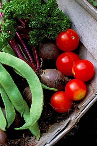 TRUG_FILLED_WITH_FRESHLY_HARVESTED_TOMATOES__PARSLEY__RUNNER_BEANS_AND_BEETROOT_WODAN