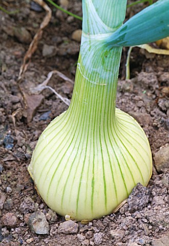 CLOSE_UP_OF_ONION_IN_GROUND