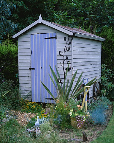 PAINTED_WOODEN_SHED_SURROUNDED_BY_FESTUCA_GLAUCA_AND_A_PHORMIUM_DAVID_AND_MARIE_CHASES_GARDEN__HAMPS