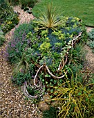 WICKERWORK BOAT WITH ROPE FILLED WITH FESTUCA GLAUCA AND CORDYLINE  IN DAVID AND MARIE CHASES GARDEN  HAMPSHIRE