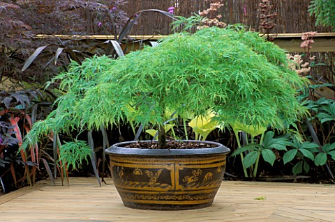EASTERN_PROMISE_GARDEN__HAMPTON_COURT_2001_JAPANESE_MAPLE_IN_CONTAINER_ON_DECKING
