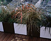 AFRICAN THEMED ROOF TERRACE: CREAM & CHOCOLATE BROWN POWDER COATED CONTAINERS WITH PHORMIUM TENAX RAINBOW QUEEN  CAREX BUCHANANII DESIGN: S. WOODHAMS