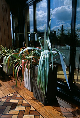 AFRICAN_THEMED_ROOF_TERRACE_CREAM_AND_CHOCOLATE_BROWN_POWDER_COATED_CONTAINERS_WITH_PHORMIUM_TENAX_R