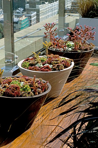 AFRICAN_THEMED_ROOF_TERRACE_SERIES_OF_THREE_CREAM_AND_CHOCOLATE_BROWN_CONCRETE_PLANTERS___PLANTED_WI