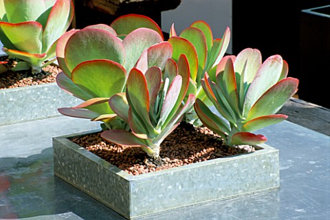 AFRICAN_THEMED_ROOF_TERRACE_GALVANISED_TRAY_ON_ZINCWRAPPED_TABLE_PLANTED_WITH_KALANCHOE_THYRSIFLORA_