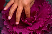 JESSICAS HAND ON  AN ORNAMENTAL CABBAGE