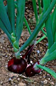 ONION NORTH HOLLAND BLOOD RED REDMATE