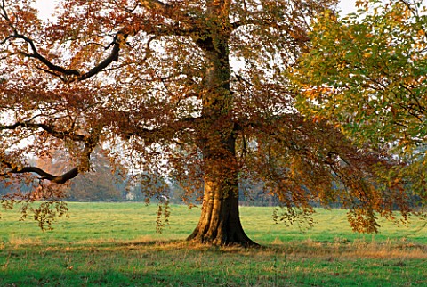 LATE_AFTERNOON_SUNLIGHT_BRUSHES_A_BEECH_TREE_IN_AUTUMN_AT_THE_HARCOURT_ARBORETUM__OXFORDSHIRE