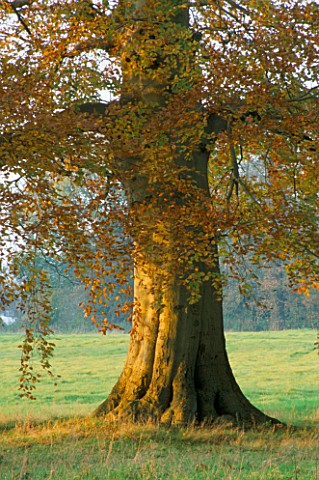 LATE_AFTERNOON_SUNLIGHT_BRUSHES_A_BEECH_TREE_IN_AUTUMN_AT_THE_HARCOURT_ARBORETUM__OXFORDSHIRE