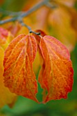 LEAF OF PARROTIA PERSICA  THE PERSIAN IRONWOOD TREE  AT THE HARCOURT ARBORETUM  OXFORDSHIRE