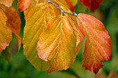 LEAF OF PARROTIA PERSICA  THE PERSIAN IRONWOOD TREE  AT THE HARCOURT ARBORETUM  OXFORDSHIRE