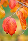 LEAVES OF PARROTIA PERSICA  THE PERSIAN IRONWOOD TREE  AT THE HARCOURT ARBORETUM  OXFORDSHIRE