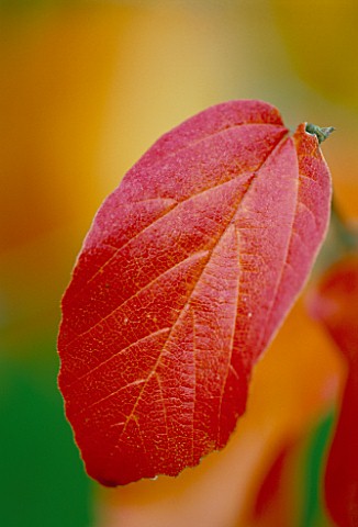 LEAF_OF_PARROTIA_PERSICA__THE_PERSIAN_IRONWOOD_TREE__AT_THE_HARCOURT_ARBORETUM__OXFORDSHIRE
