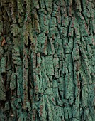 BARK OF THE ENGLISH OAK  QUERCUS ROBER  AT THE HARCOURT ARBORETUM  OXFORDSHIRE
