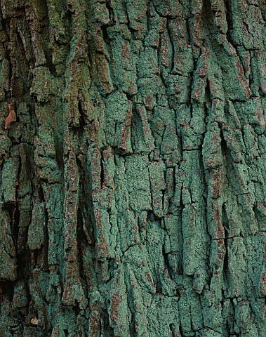 BARK_OF_THE_ENGLISH_OAK__QUERCUS_ROBER__AT_THE_HARCOURT_ARBORETUM__OXFORDSHIRE