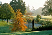 EARLY MORNING VIEW TOWARDS THE DEER PARK FROM THE TERRACES AT ENGLEFIELD HOUSE  BERKSHIRE  WITH NYSSA SYLVATICA IN AUTUMN COLOUR