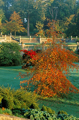 EARLY_MORNING_VIEW_TOWARDS_THE_WOODLAND_GARDEN_AT_ENGLEFIELD_HOUSE__BERKSHIRE__WITH_NYSSA_SYLVATICA_