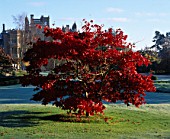 AN ACER IN AUTUMN ON THE LAWN WITH ENGLEFIELD HOUSE  BERKSHIRE  BEHIND.