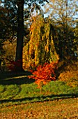 AN ACER AND A WEEPING BEECH COLOUR THE WOODLAND GADRDEN AT ENGLEFIELD HOUSE  BERKSHIRE  IN AUTUMN
