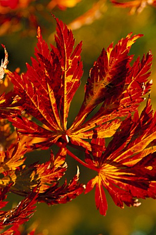 THE_LEAVES_OF_ACER_JAPONICUM_ACONITIFOLIUM_IN_THE_WOODLAND_GADRDEN_AT_ENGLEFIELD_HOUSE__BERKSHIRE__I