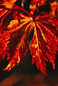 THE LEAVES OF ACER JAPONICUM ACONITIFOLIUM IN THE WOODLAND GADRDEN AT ENGLEFIELD HOUSE  BERKSHIRE  IN AUTUMN