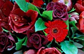 FLOWERBOX FLORAL DISPLAY: AMARYLLIS LIBERTY  GERBERA RED STAR  APPLE AND A RED ROSE
