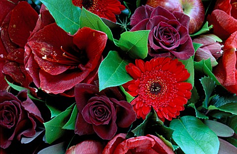 FLOWERBOX_FLORAL_DISPLAY_AMARYLLIS_LIBERTY__GERBERA_RED_STAR__APPLE_AND_A_RED_ROSE