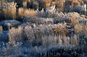 PRAIRIE PLANTING IN FROST AT LADY FARM  SOMERSET