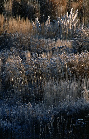 PRAIRIE_PLANTING_IN_FROST_AT_LADY_FARM__SOMERSET